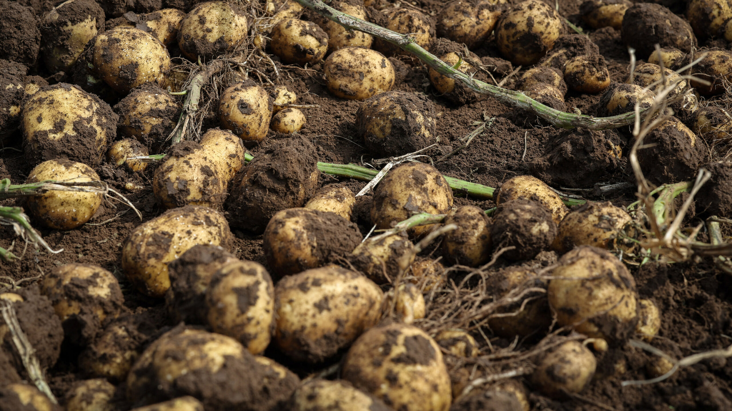 What’s a Potato? A Nine-Million-Year-Old Tomato