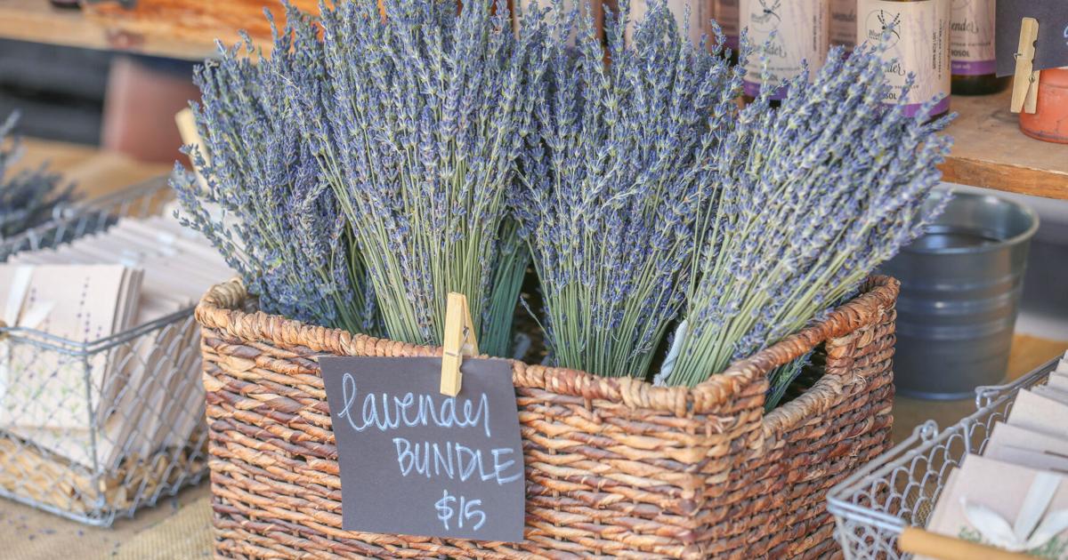 Celebrate lavender with events in Los Ranchos de Albuquerque, Balloon Fiesta Park