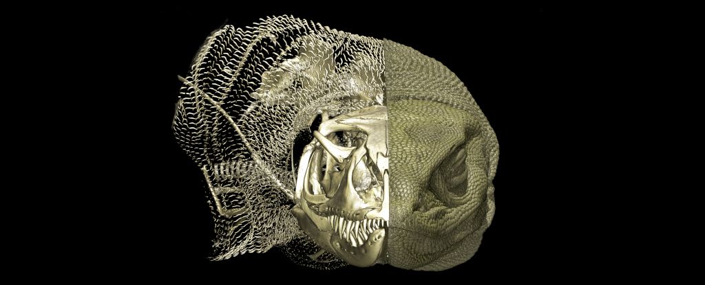Secret Bone Armor Discovered Beneath Skins of Australian Lizards