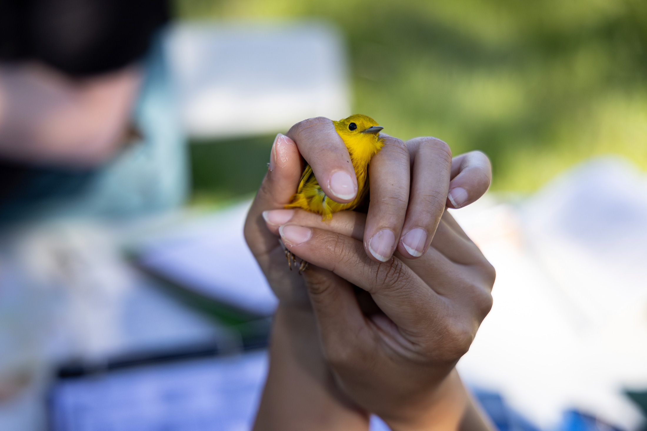 Mass layoffs can move forward, with devastating impacts for conservation and science