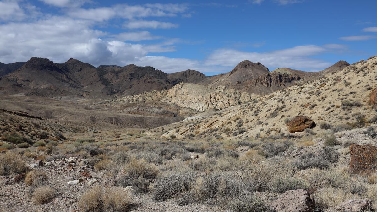 Commentary: A climate-saving lithium mine could doom an endangered desert flower