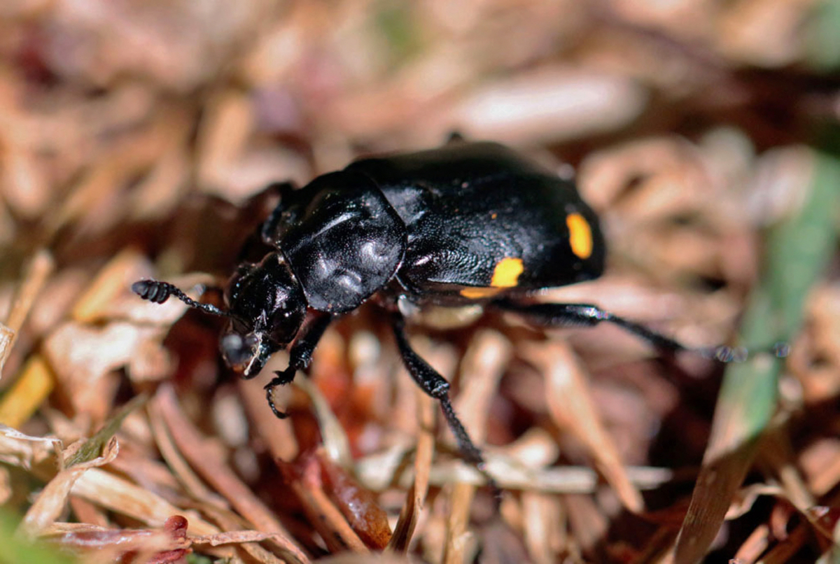 Wisconsin wetland insects live a lifestyle of sex, violence and deception, entomologist says