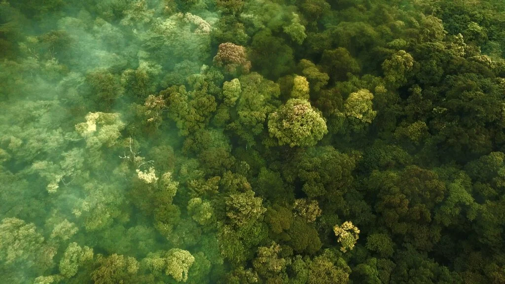 Financing Forest Conservation: Guiding Quality Forest Finance in the Baku to Belém Roadmap