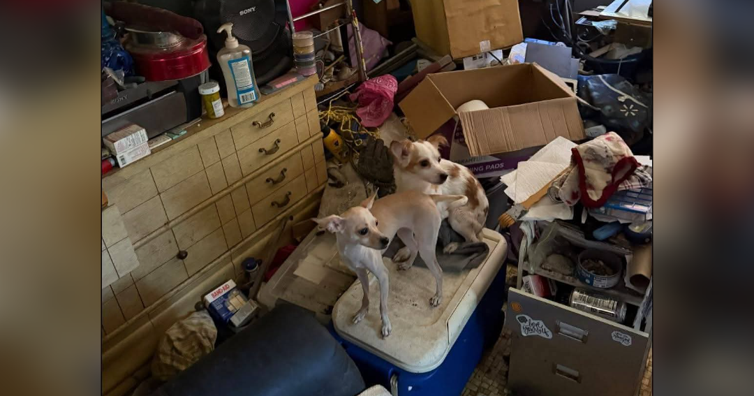 22 Small Dogs Removed from Lapwai Home due to Unsafe Living Environment