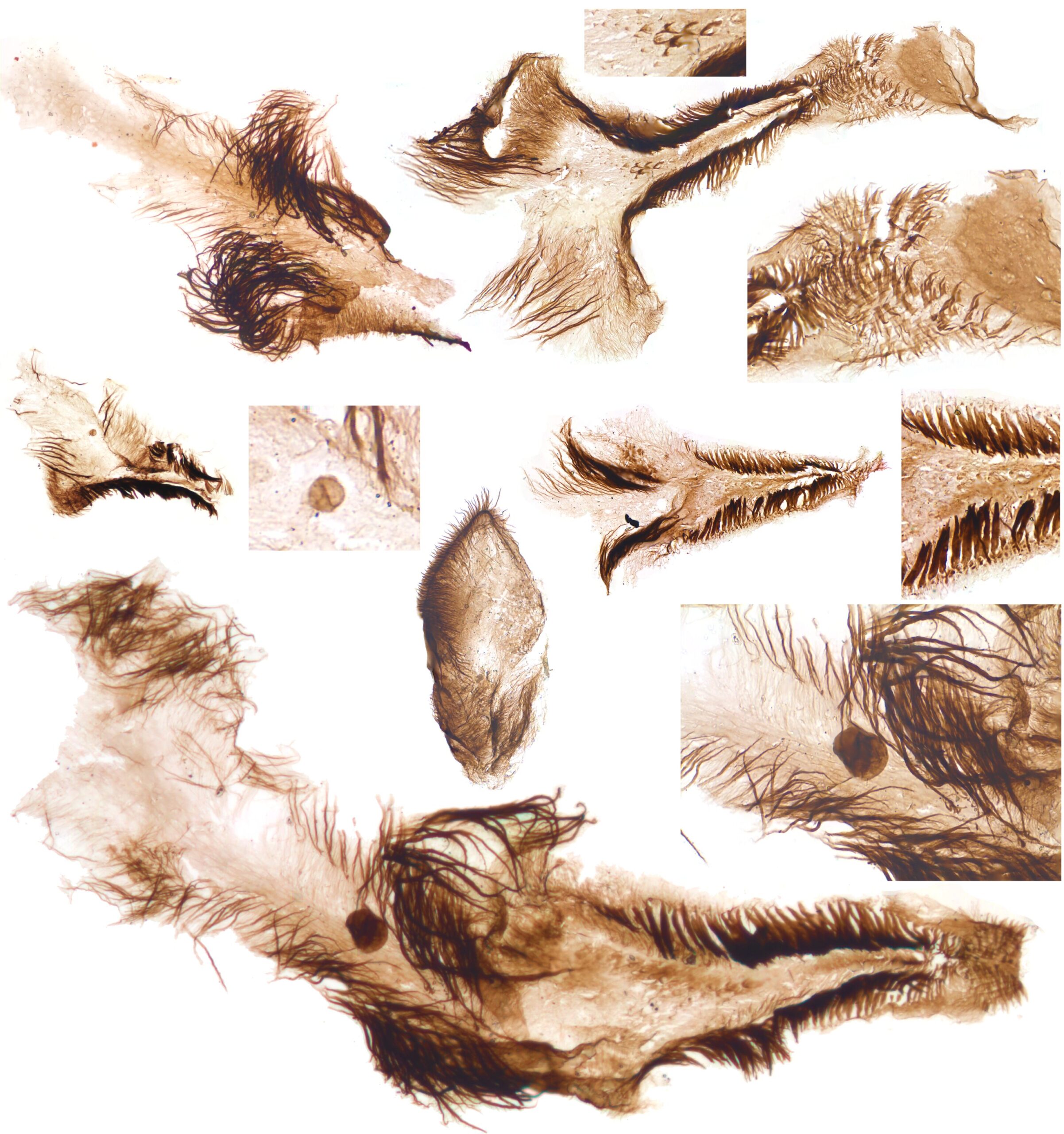 Fossil discovery reveals the Grand Canyon was a 'Goldilocks zone' for the evolution of early animals