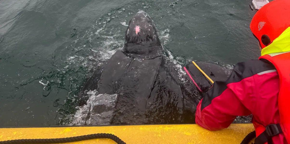 Entangled leatherback turtle freed off Dennis