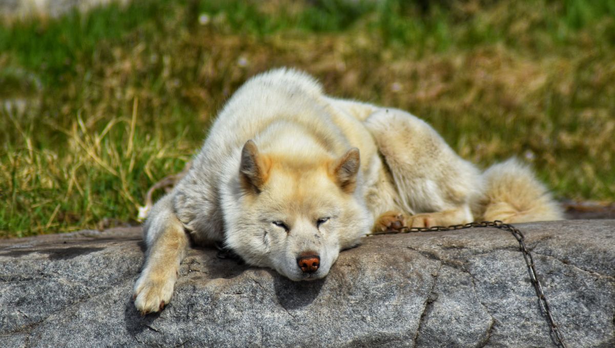 DNA From Greenland Sled Dogs – Maybe The World's Oldest Breed – Reveals 1,000 Years Of Arctic Histor