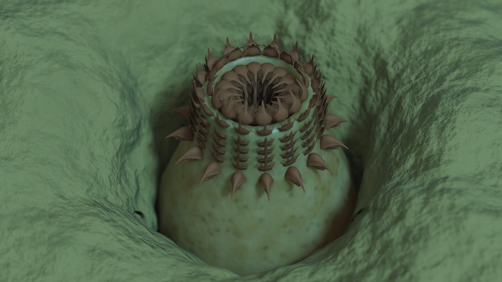 Grand Canyon Fossils Offer Clues of When Complex Life Appeared