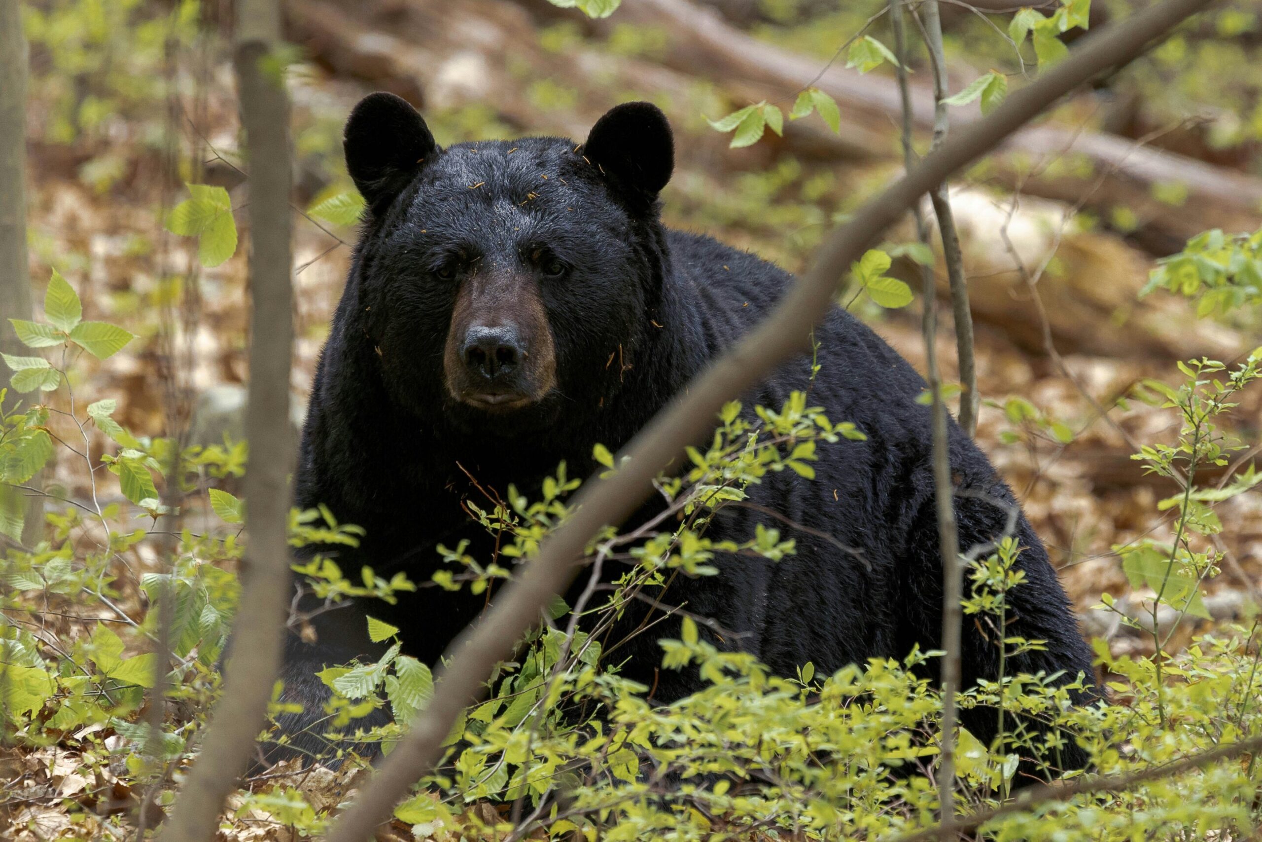 Mapping Oregon's wildlife corridors: Research supports safe travel for people and animals