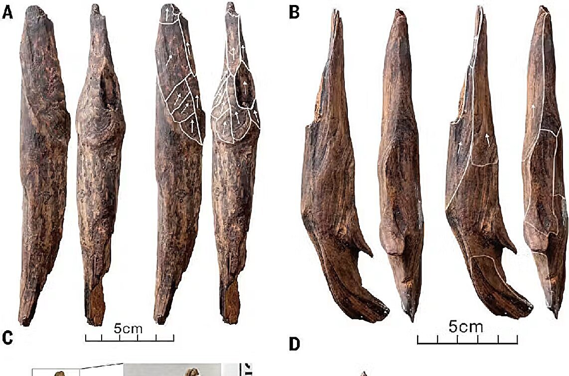 Rare wooden tools from Stone Age China reveal plant-based lifestyle of ancient lakeside humans