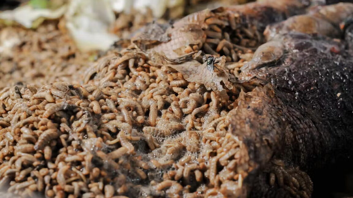 Fermented meat with a side of maggots: A new look at the Neanderthal diet