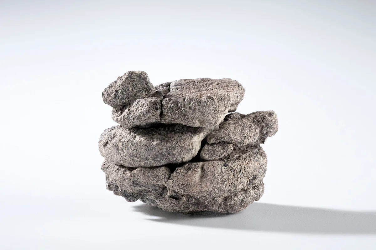 See it: Dinosaur fossil found beneath natural history museum in Denver