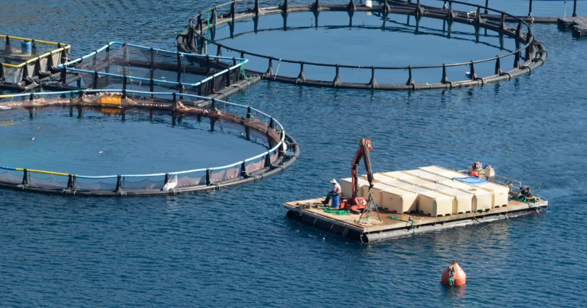 Innovative solutions sought to assess environmental impact of Scottish fish farms