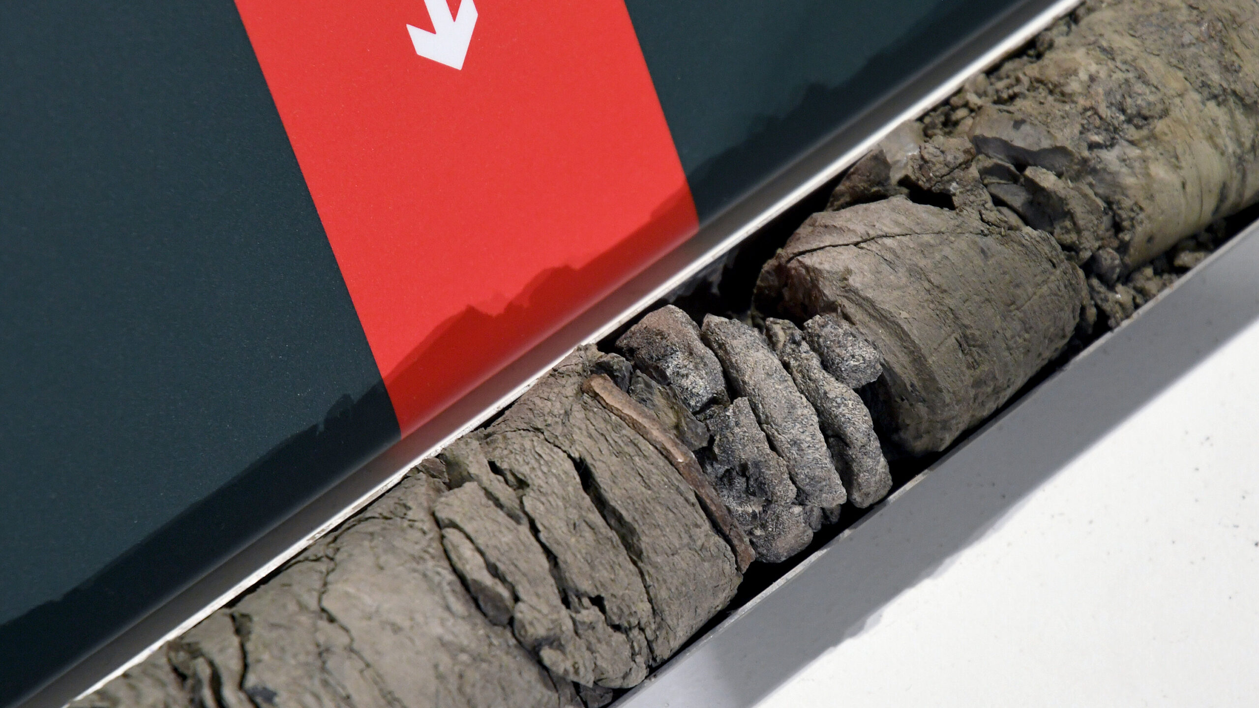 Denver Museum Finds a Dinosaur Fossil Under Its Parking Lot