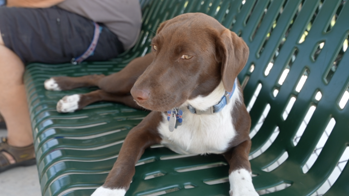 'A month devoted to them': Lancaster Unleashed calls on canine celebrities for 2026 calendar contest