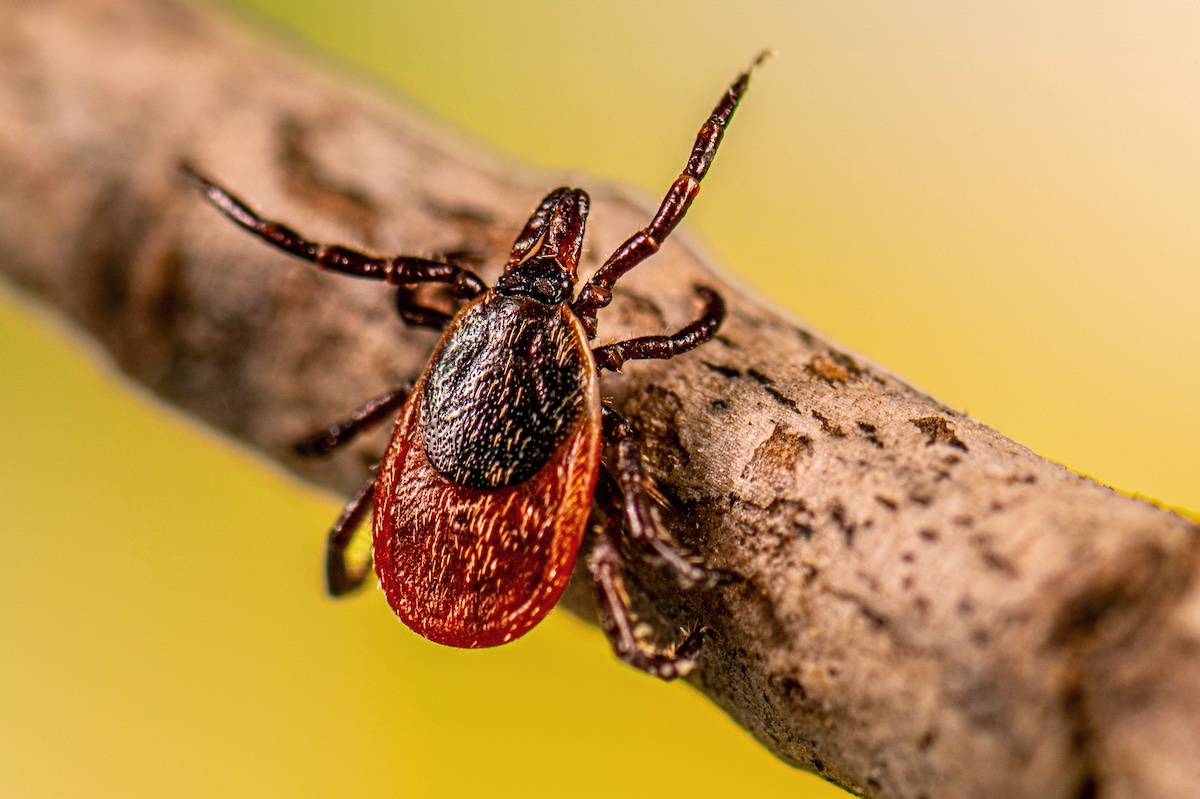 Why your coverage should focus on prevention as tick-borne diseases spread