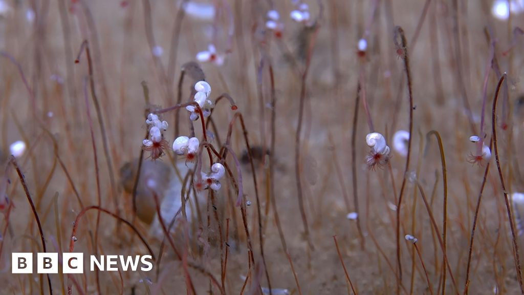 'Communities' of strange, extreme life seen for first time in deep ocean