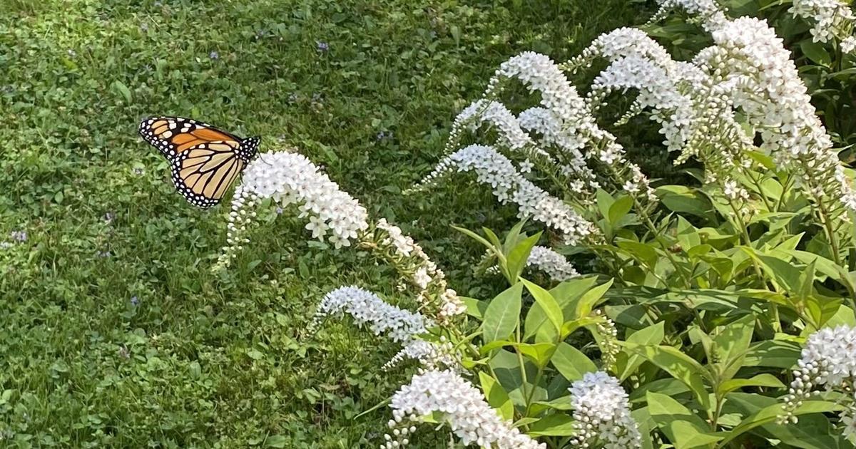 Monarch butterflies remind us of the beauty and fragility of our environment
