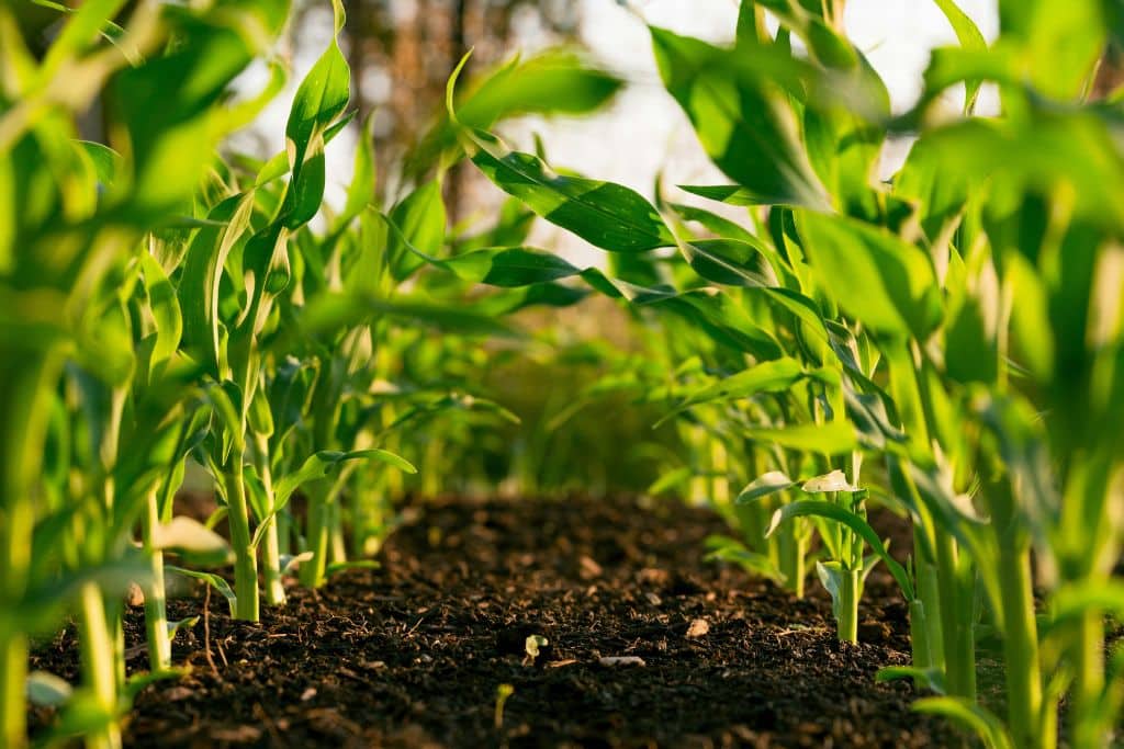 How to Address the Gap in Climate-Smart Agricultural Finance