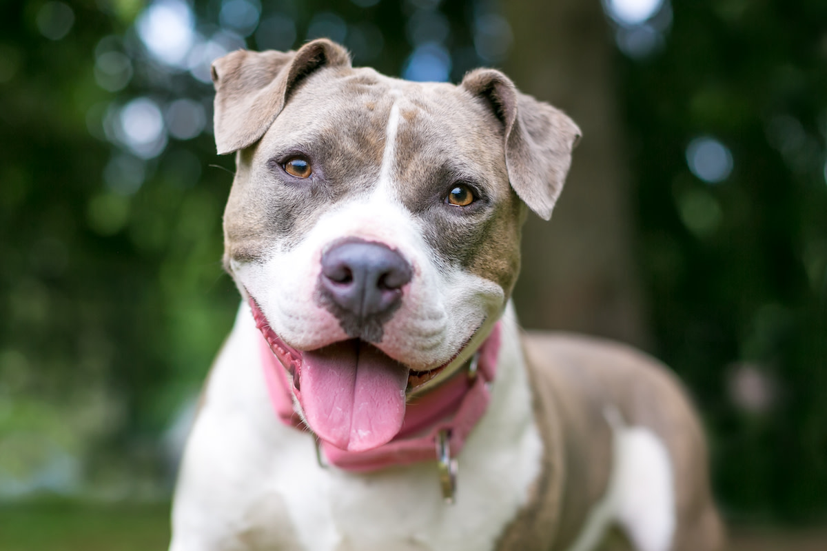 Pit Bull Sitting Like a 'Proper Gentleman' Has Everyone Obsessed