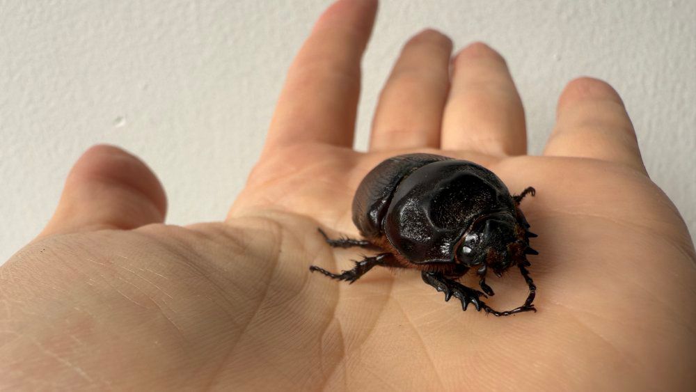 2 more Coconut rhinoceros beetle breeding sites found in Kona
