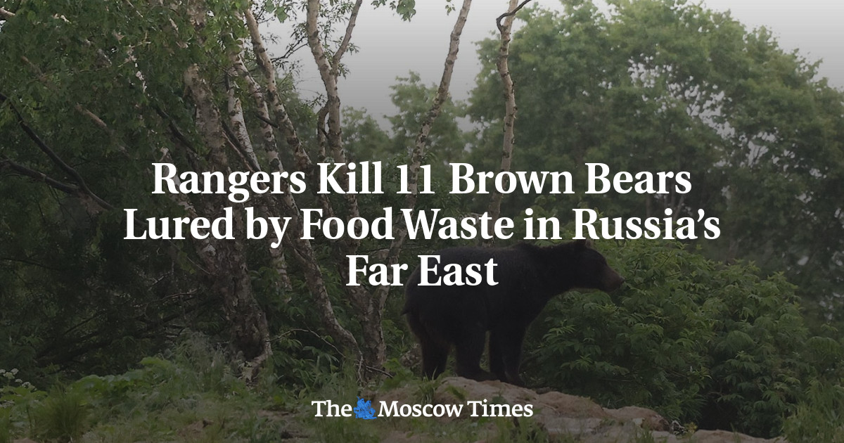 Rangers Kill 11 Brown Bears Lured by Food Waste in Russia’s Far East