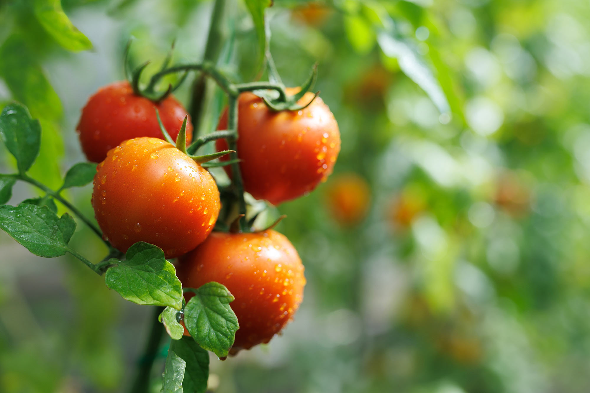 Scientists Stunned As Tomatoes “De-Evolve” in the Galapagos