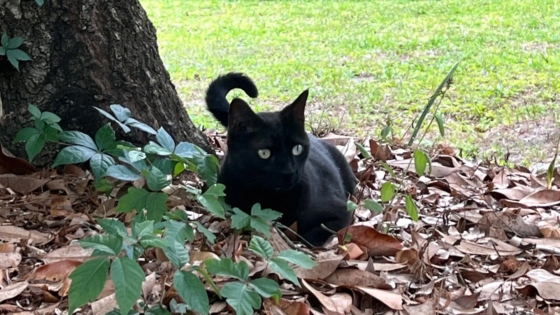 Florida cat sniffs out another new virus—and scientists are listening