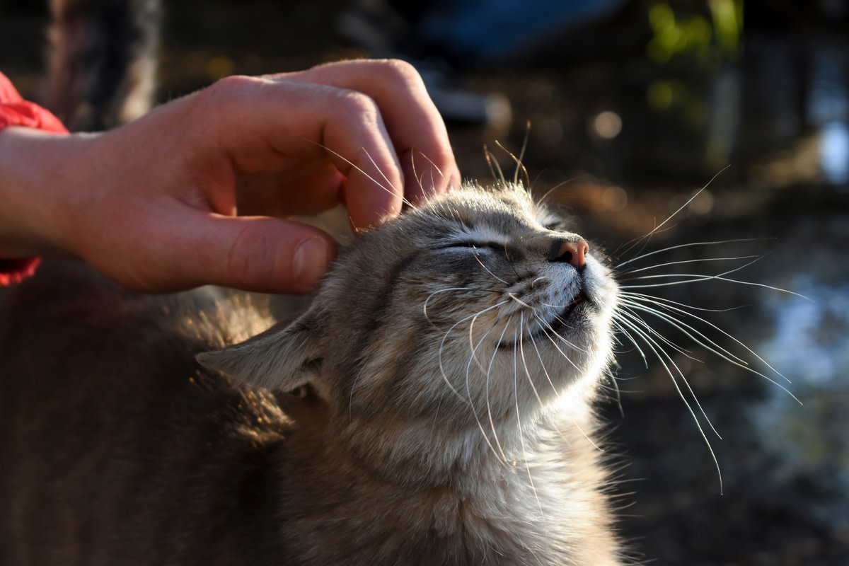 Rebellious Stray Cat Lying Under ‘Do Not Pet Sign’ Steals Everyone’s Hearts
