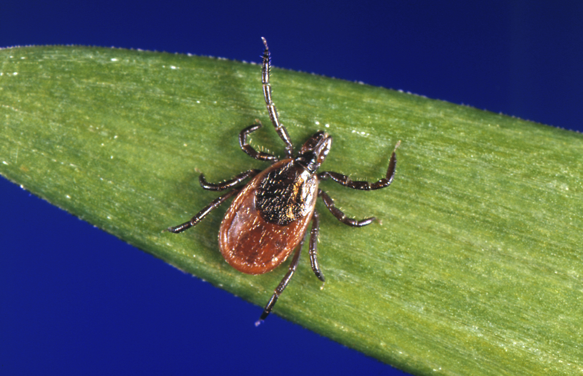 As tick populations rise in Vermont, health officials urge precautions
