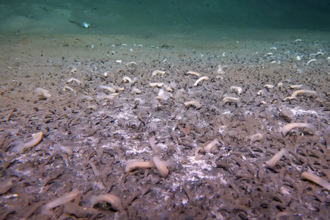 How life thrives in one of the most hostile environments on Earth