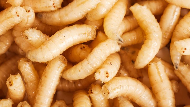Prehistoric diets were maggot heavy, a new study suggests