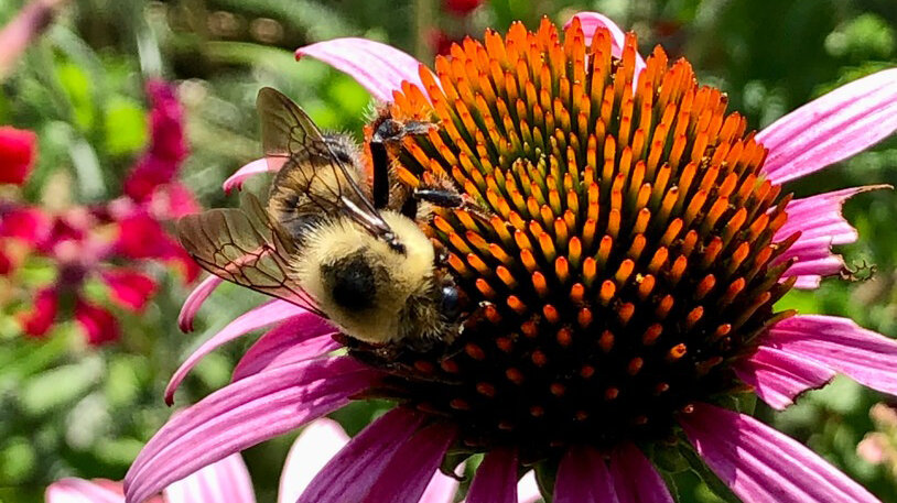 NYT Spelling Bee Answers for July 13, 2025