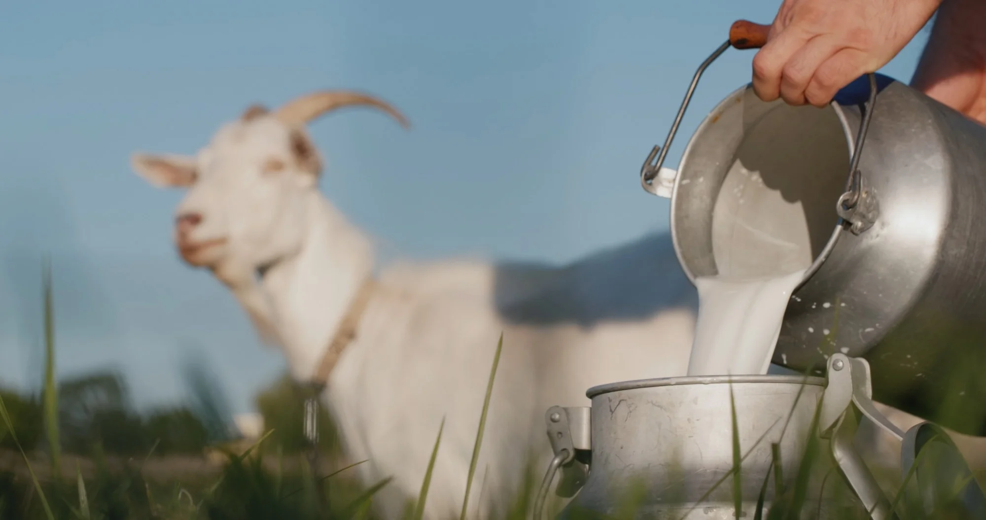 Goat milk boosts muscle health better than cow’s milk in animal study