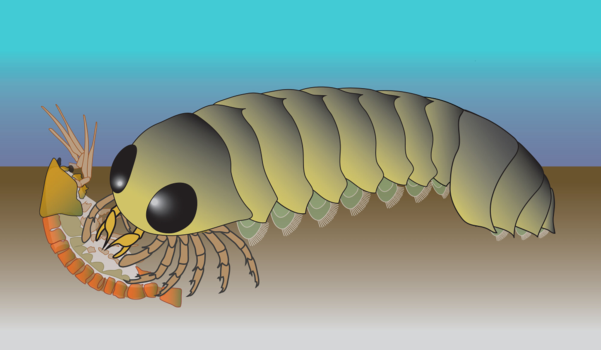 Fossilized nervous system points to ocean origins for spiders and relatives