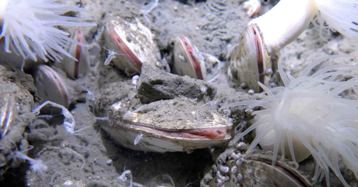 Fields of worms and snowy microbial mats: Deep-sea submersible discovers flourishing ecosystem