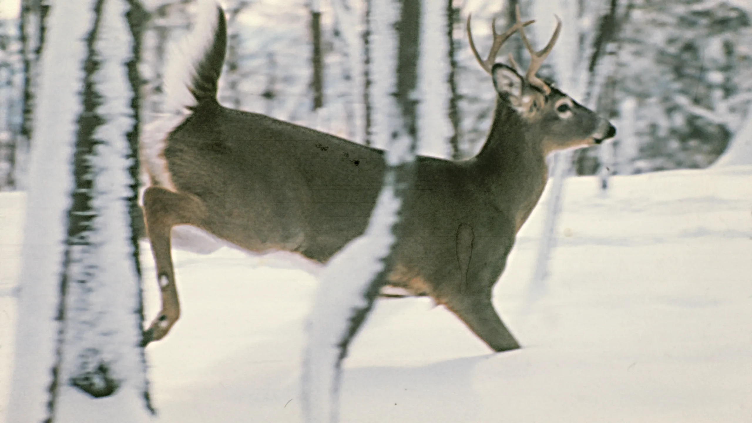 Five environment, agricultural and wildlife laws that took effect this summer