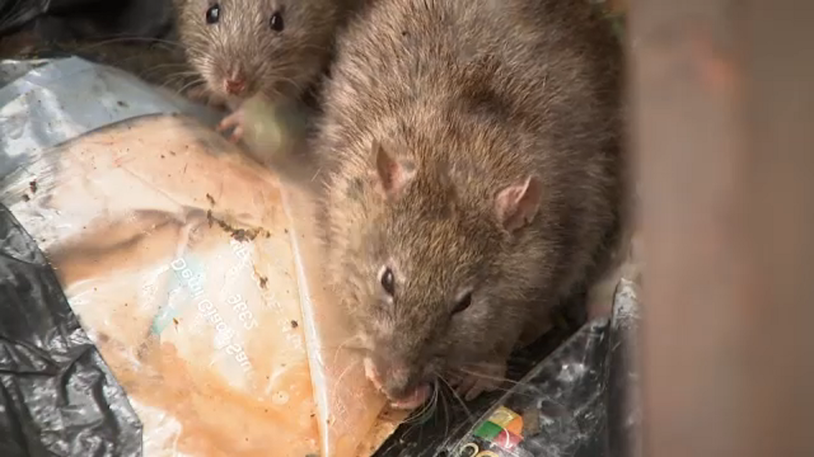 Rats swarming Vallejo Ferry Terminal spark health concerns and city response