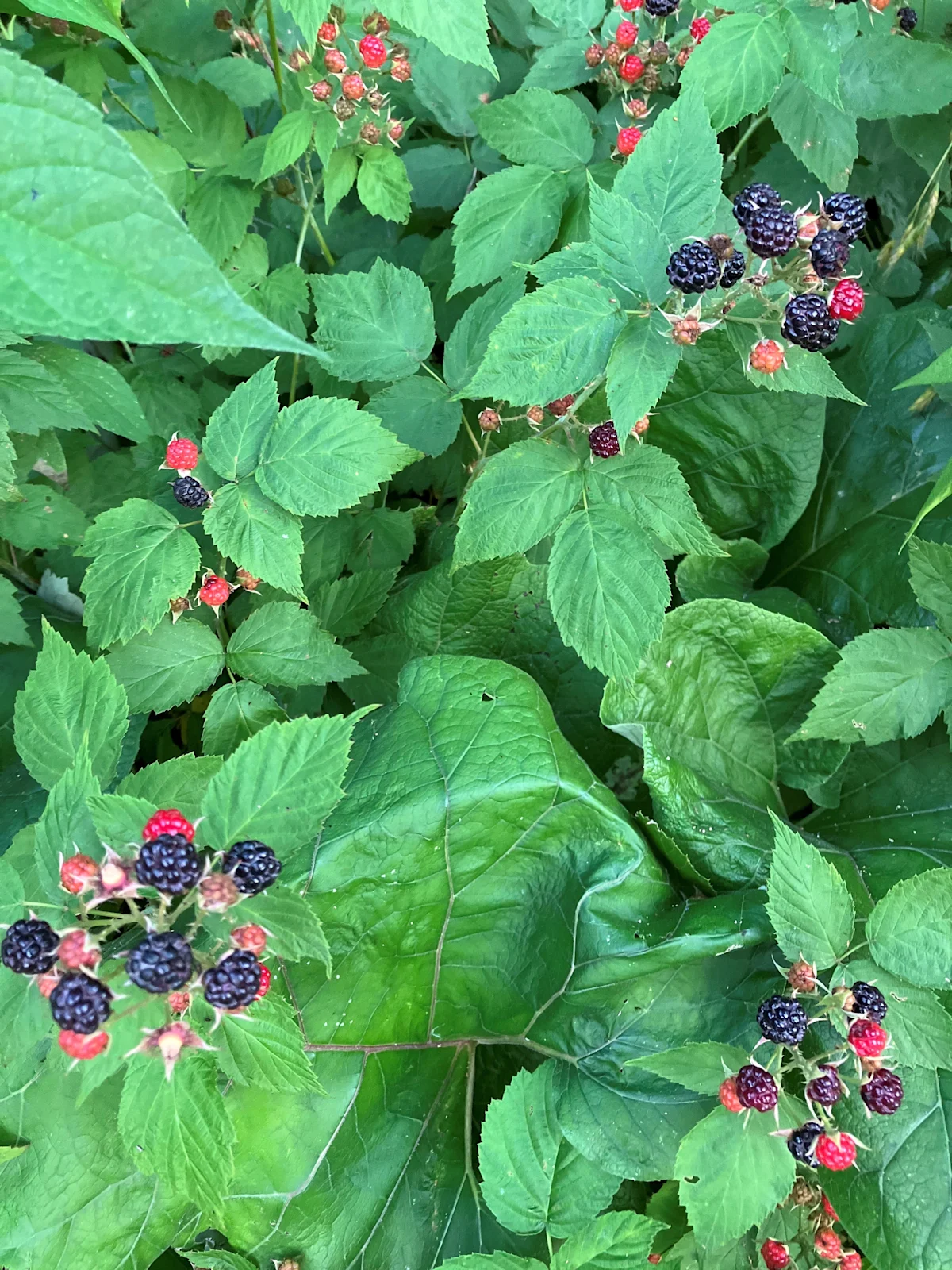 Emily Marrison: We'll soon be picking bramble and bush berries, a summer treat