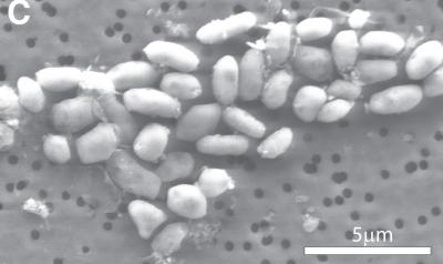 After 15 years of controversy, Science retracts ‘arsenic life’ paper