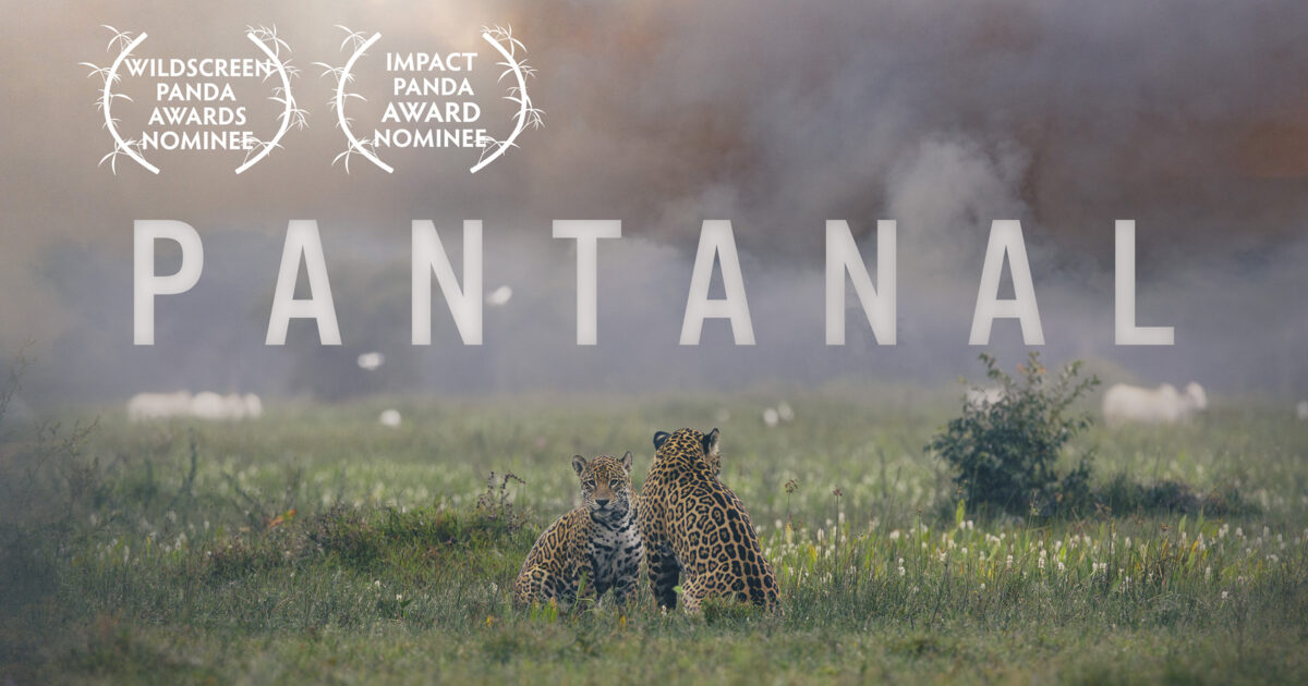 Environmental Justice Foundation Pantanal documentary nominated for…