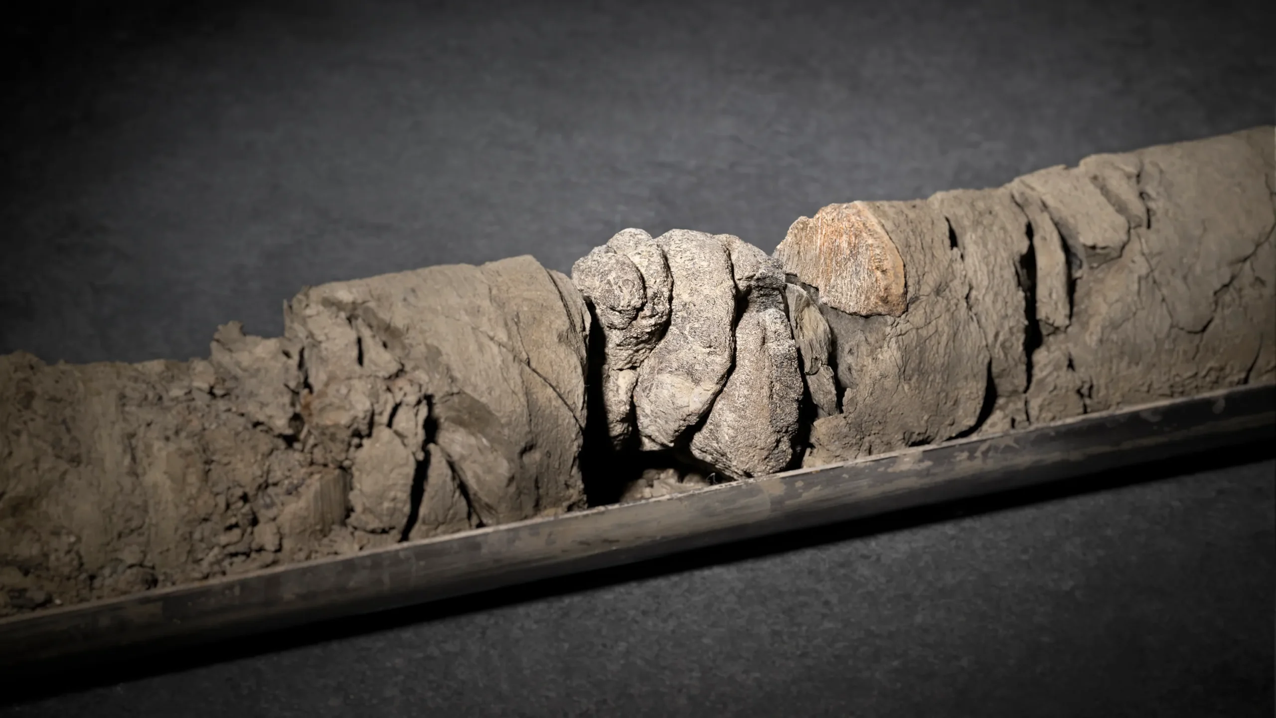 Denver museum discovers nearly 70-million-year-old fossil under parking lot