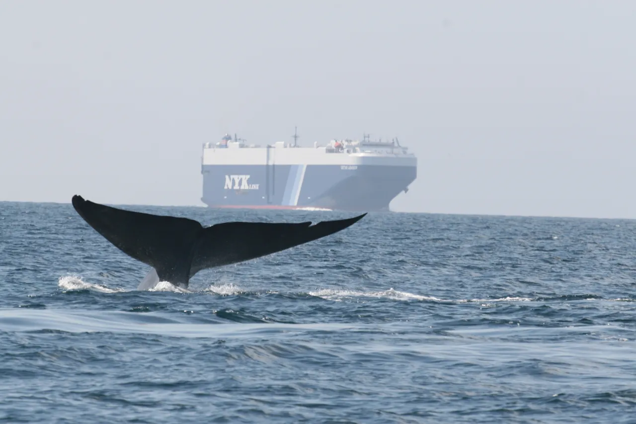 Port of Oakland joins California effort to protect whales, environment