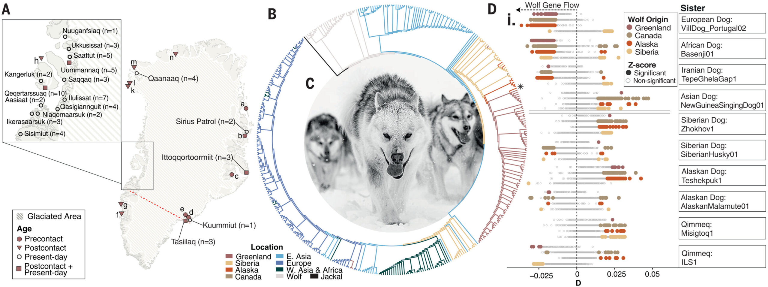 Sled dog genetic history sheds light on human migration patterns into Greenland