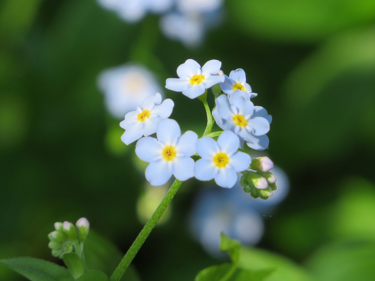 Forget-me-please: Invasive flower cleared to make way for native species