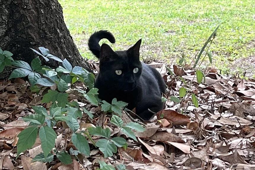 Scientist's pet cat helps discover new virus again