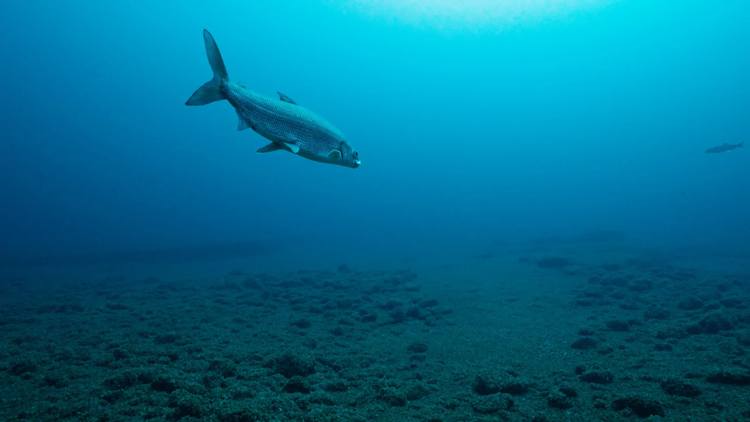 Extreme heat. Warmer water. More ticks. Fewer fish. Climate change report brings grim news.