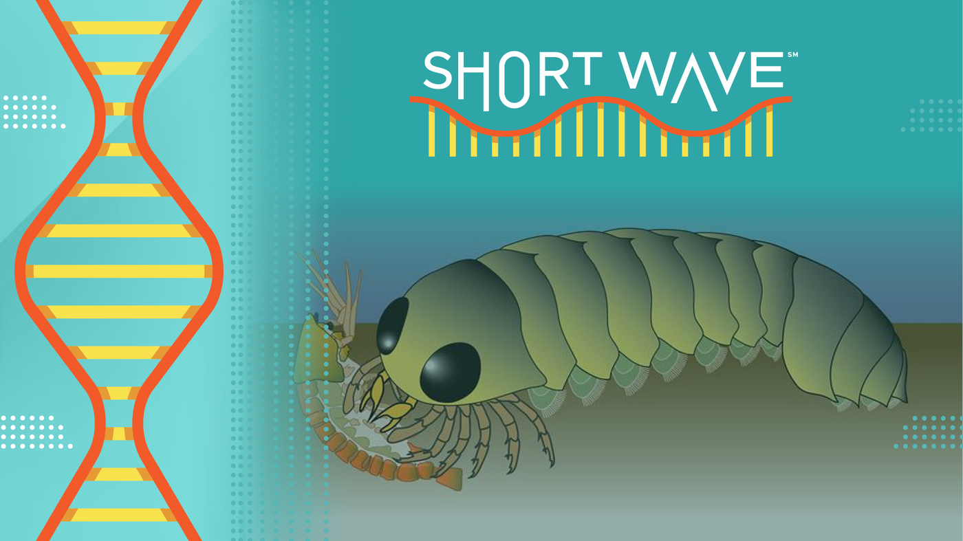 Did spiders' ancestors come from the ocean? : Short Wave