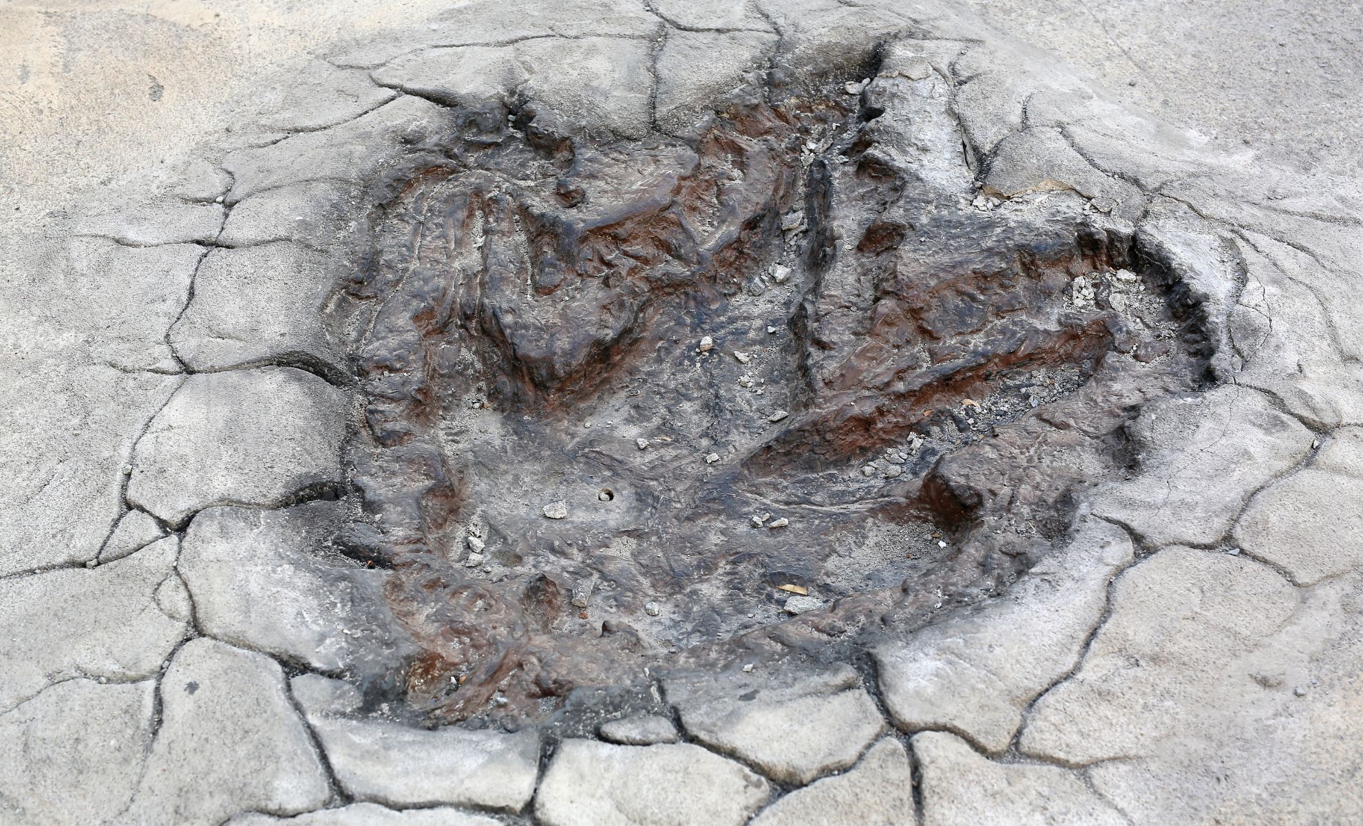 76 Million-Year-Old Footprints Show Tyrannosaurs Were Watching Their Prey