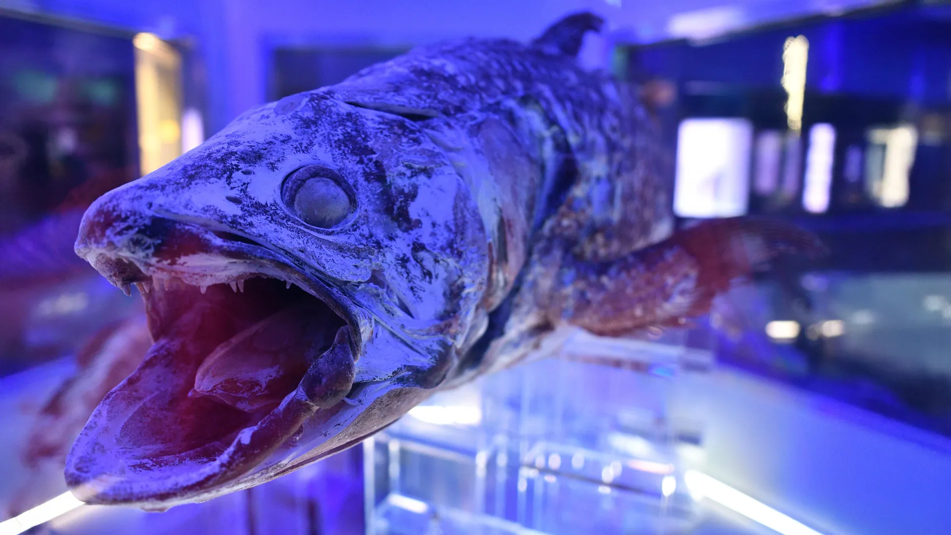 400-million-year-old fish exposes big mistake in how we understood evolution